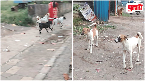Pimple Gurav Stray Dogs