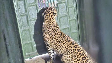Satara Leopard Rescue : न्हाळेवाडी हल्ल्यातील बिबट्या देगावमध्ये जेरबंद