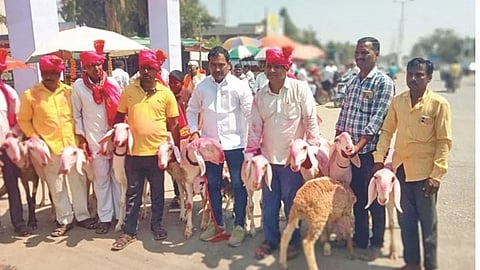 Solapur News : माडग्याळ जातीच्या बकऱ्याची तीन लाखात विक्री