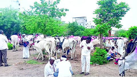 Maharashtra Livestock Census