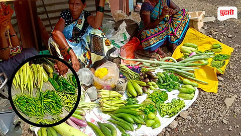Thakari Chilli