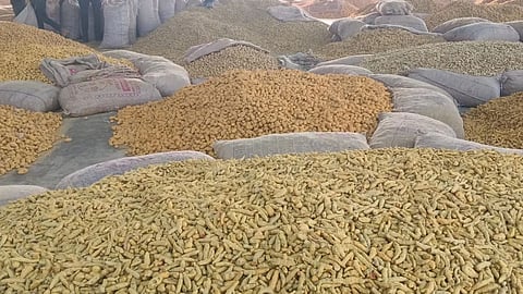 Turmeric