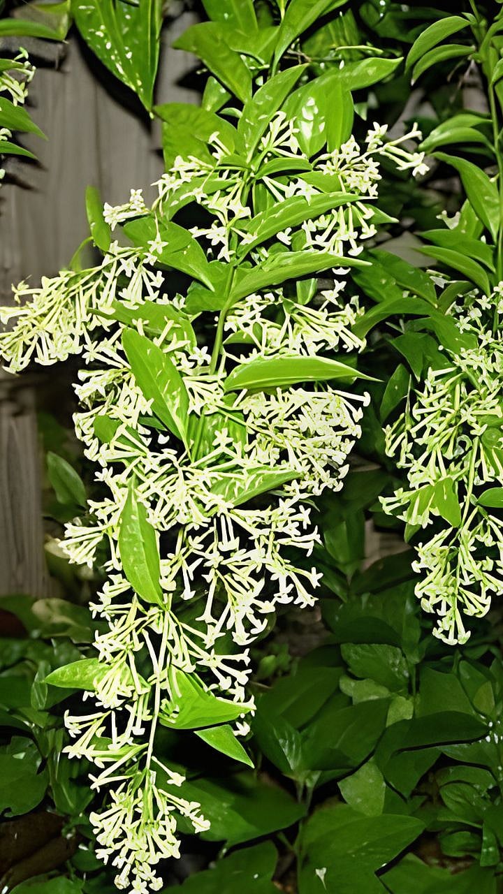 Night-blooming Jasmine|रातराणीचा सुगंध रात्रीच दरवळतो? सुवासामागे निसर्गाची अशी सुंदर किमया