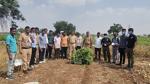 Jalna Crime : कोपर्डा शिवारात साडेतीन लाखांच्या गांजाच्या झाडांवर पोलिसांची धाड; एकावर गुन्हा दाखल