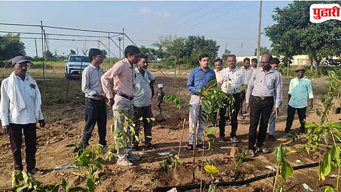 Tree Plantation Drive Chandrapur
