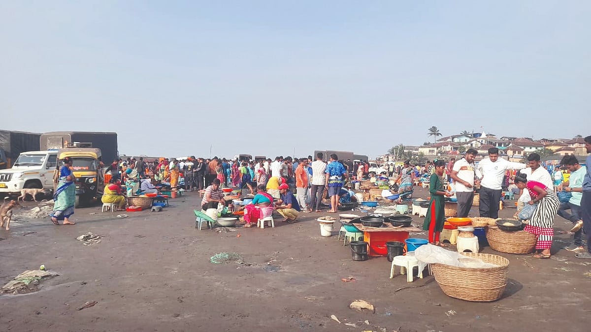 Ratnagiri News : हर्णे बंदरात सुरमईचे दर निम्म्यावर; खवय्यांची चंगळ!