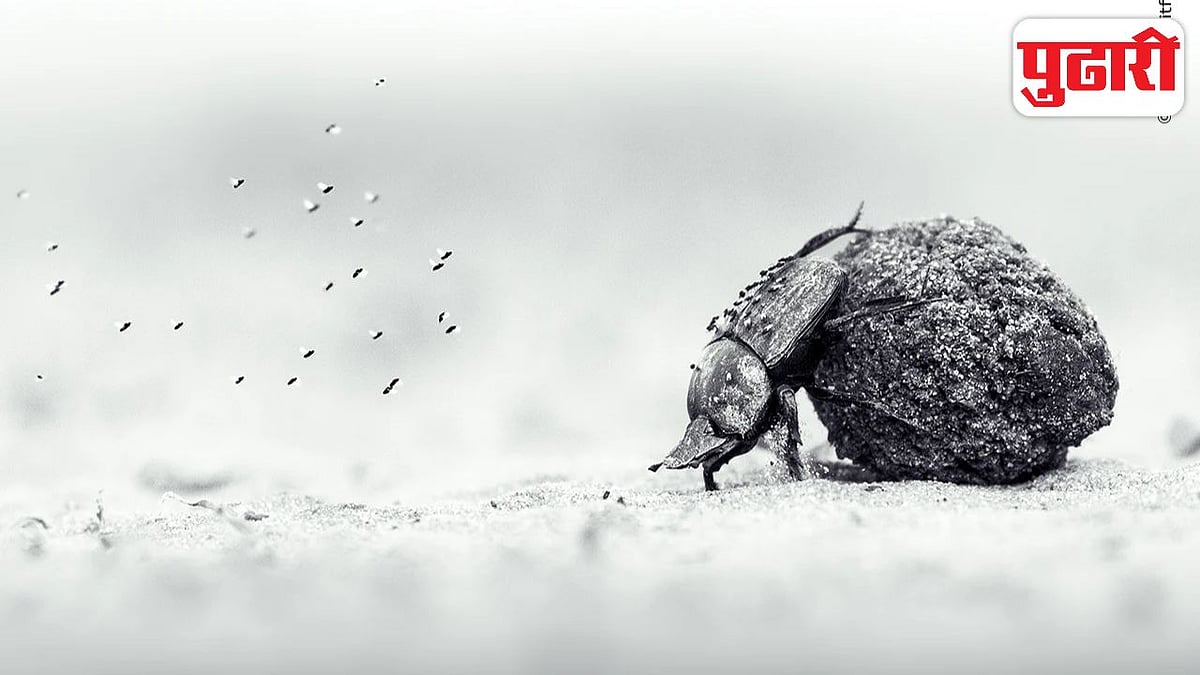 Wildlife Photography Awards: शेणाचा गोळा ढकलणाऱ्या भुंग्याचा फोटो काढून १४ वर्षांच्या मुलाने जिंकला 'वाईल्डलाईफ पुरस्कार'