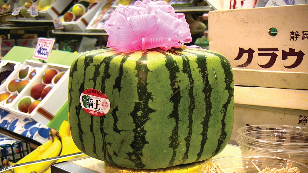 Square Watermelon Japan | जपानमध्ये कशी झाली ‘चौकोनी कलिंगडची’ निर्मिती?