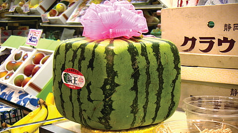 Square Watermelon Japan |