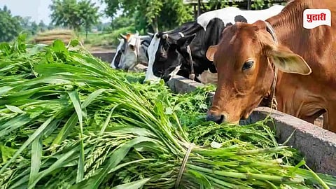 Raigad Fodder Transport Ban