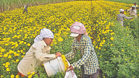 Kolhapur | 