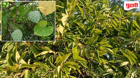 दुष्काळामुळे बांधावरची जुनी गावरान झाडे सुकली