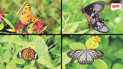 Butterflies in Raigad