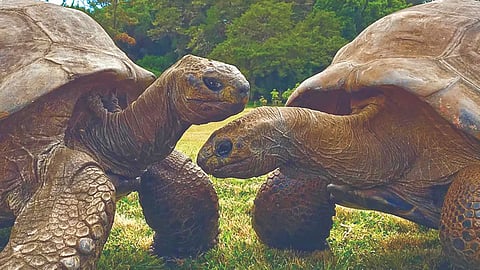 194-Year-Old Tortoise | 