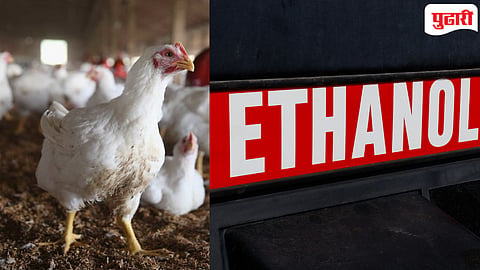 Ethanol and Poultry