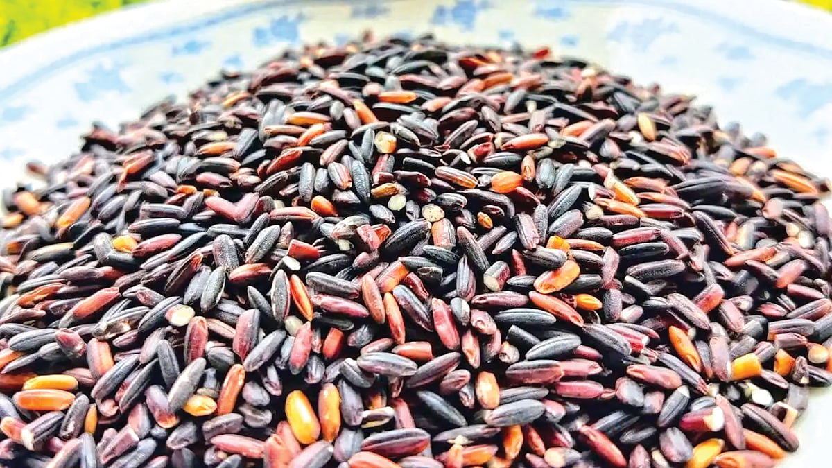 Black Rice | देशात कुठे पिकतो काळा तांदूळ?