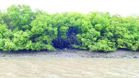 Mangrove conservation apathy