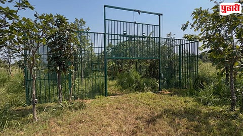 T-122 tiger capture Chandrapur