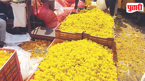 Marigold Flower