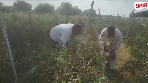 Kaij Salegaon Tomato Crop Ruined 