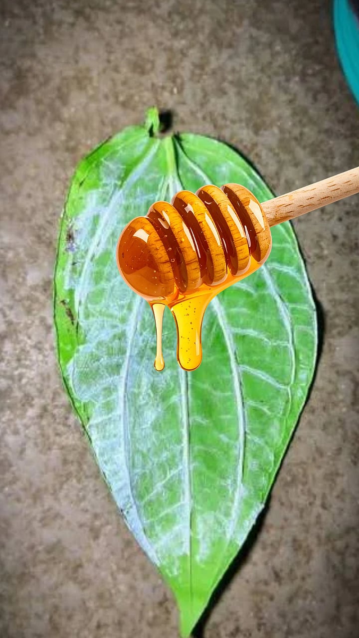 Betel Leaves and Honey | खाऊच्या पानावर थोडासा मध घालून खाल्ल्याने काय फायदे मिळतील!