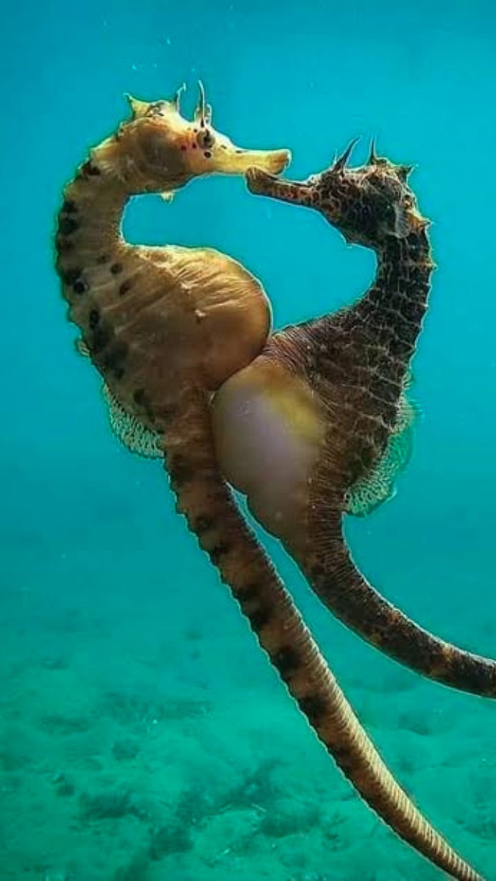 Seahorse Pregnancy: 'गर्भ' धारण करणारा जगातील एकमेव 'पिता'; एका सेकंदात पिलं का होतात अनाथ?