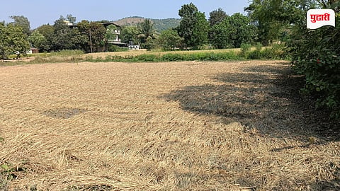 Palghar Rice Farming