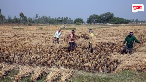 Konkan Drought Criteria