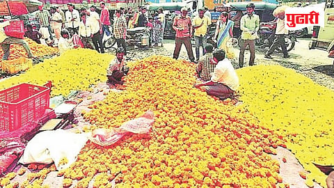 Marigold Farmers Losses