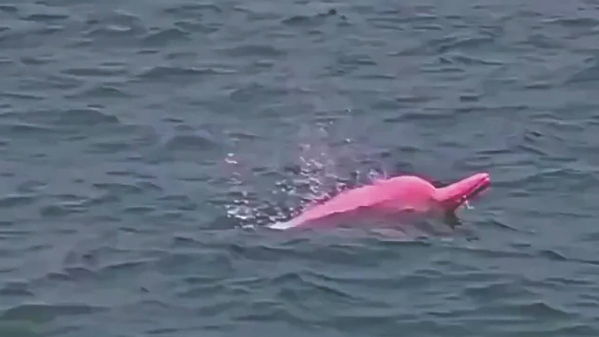 Rare Pink Dolphin | ओमानच्या समुद्रात गुलाबी डॉल्फिन