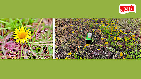 Ajanta Hills Biodiversity 