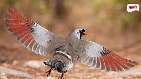 Namaqua Dove