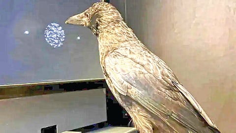 Crows Intelligence | 
