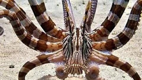 Mimic Octopus : असा ऑक्टोपस जो इतर सागरी प्राण्यांचे हुबेहुब सोंग घेतो!