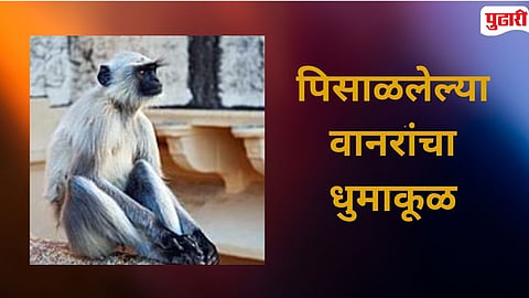 Naigaon  Gadga Village Monkey Attack 