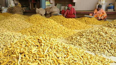 Nanded Vasmat market turmeric price