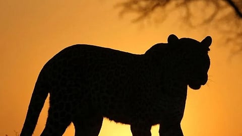 Kolhapur Leopard Sighting 