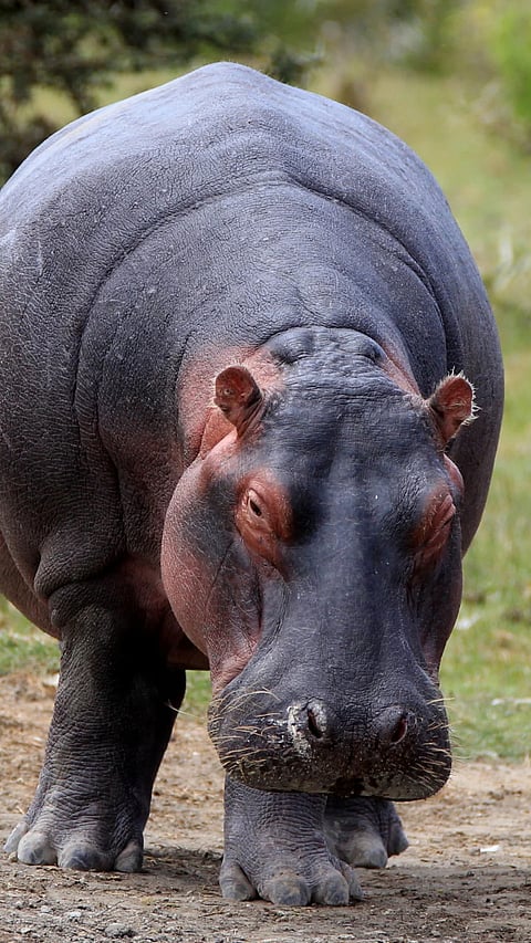 Weird Hippo Mating Habits