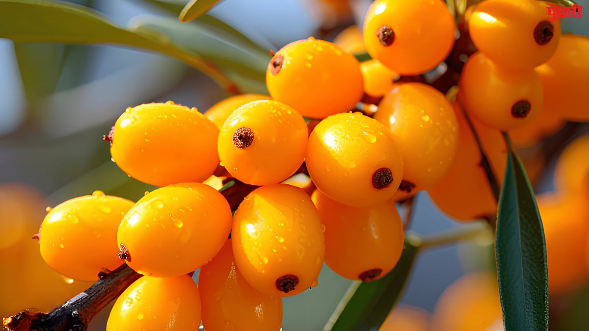 Sea Buckthorn : केंद्रीय मंत्री पीयूष गोयल यांनी सांगितलं 'लडाखच्या सोन्या'चं रहस्य; 'हे' कोणत सुपरफूड?