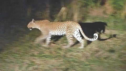 Satara Leopard Sighting : नागठाणे परिसरात बिबट्याचा वावर