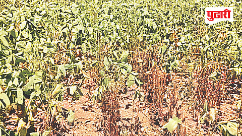 Kharif Crop Damage