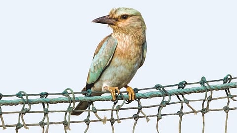 European Roller