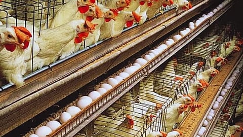 Poultry Industry