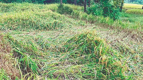 Sindhudurg Rain update