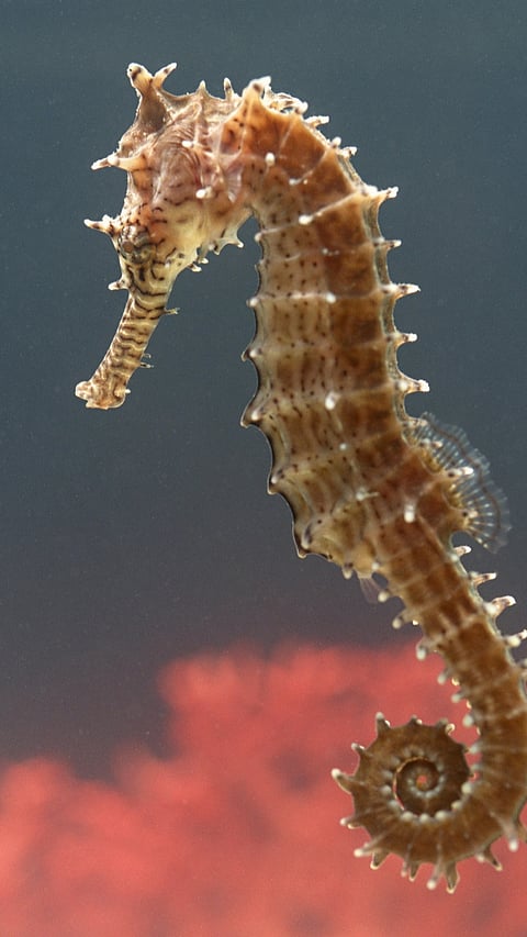Seahorse Male Pregnancy