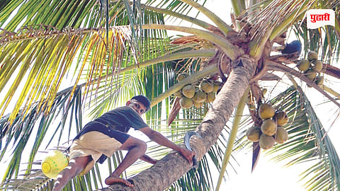 Murud coconut farming