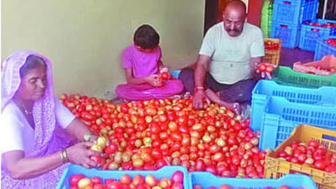 Tomato prices