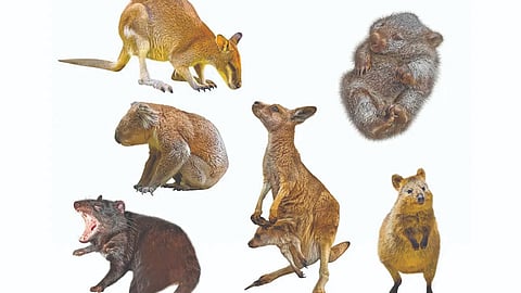 Pouched Animals in Australia | 