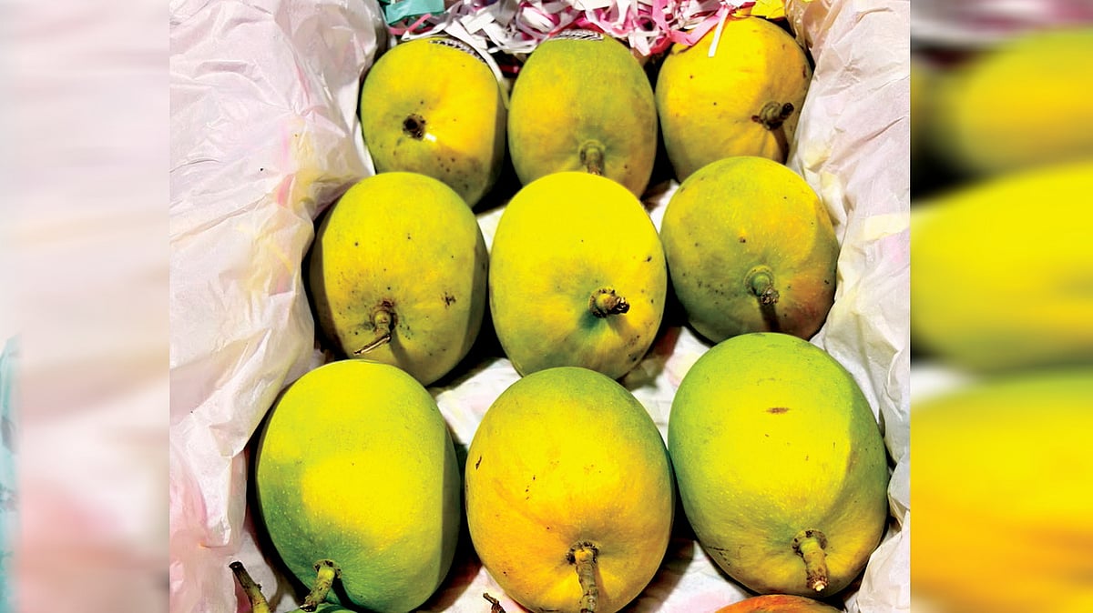 Hapus Mangoes | बाजार समितीत आला तामिळनाडूवरुन हापूस आंबा