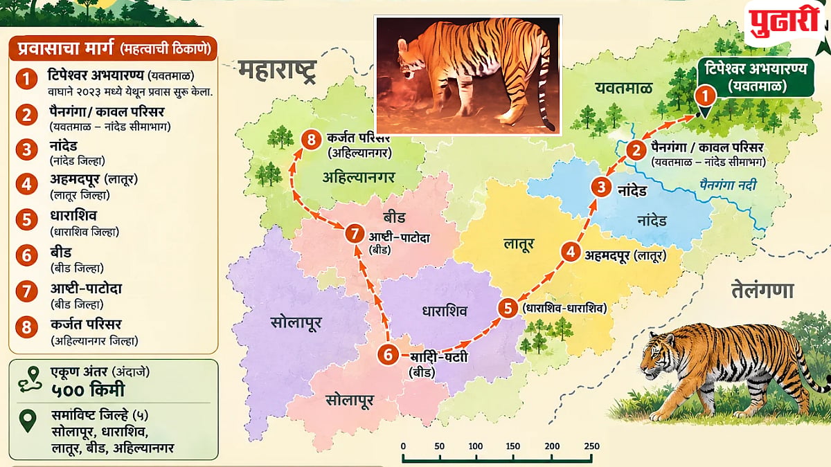 Tiger Migration : विदर्भातील वाघांची अधिवासाच्या शोधात मराठवाड्यात भ्रमंती! एका वाघाचा तीन हजार किलोमीटरचा प्रवास